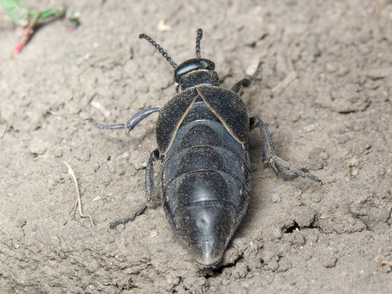 Meloe hungarus Schrank, 1776